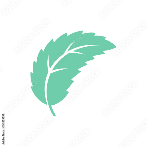 Curved Mint Leaf with Jagged Edges Flat Herbal Botanical Vector Illustration