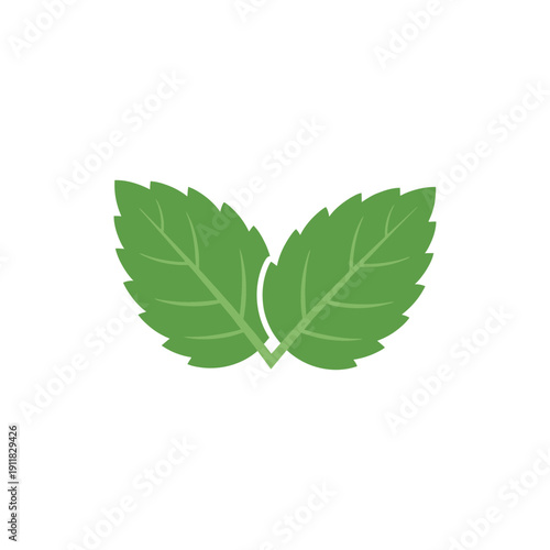 Two Mint Leaves Joined at Base, Clean Flat 2D Botanical Vector Illustration