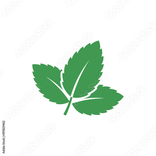 Mint Leaf with Serrated Edges and Solid Green Color, Flat 2D Botanical Vector Illustration