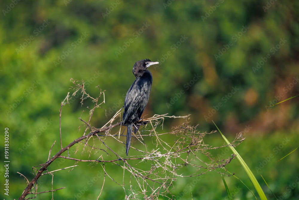 Fototapeta premium crow on the ground