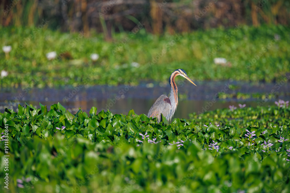 Fototapeta premium white stork in the grass