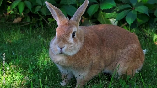 A pet rabbit walking on green grass meadow under a bush in the shadow in summer. Cute Easter Bunny. Domestic animal walks outdoors. Herbivores behavior. High quality 4k footage.