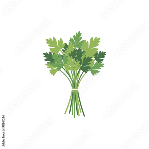 Parsley Bouquet with Stems Colorful Herb Illustration Fresh Green Leaves