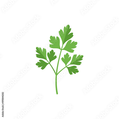 Parsley Branch Set Illustration Fresh Herb Leaves Green Plant Vector Icon