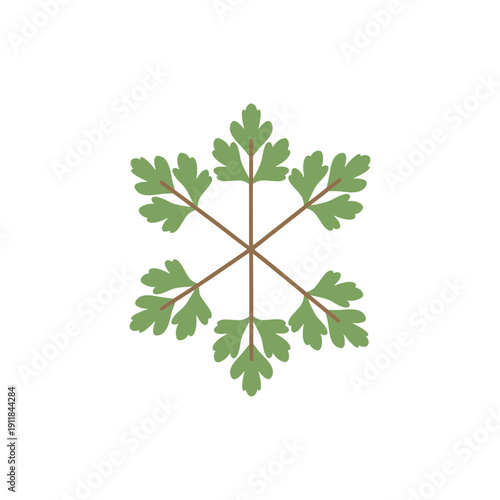 Radial Parsley Branch Illustration Fresh Herb Leaves Culinary Cooking Design