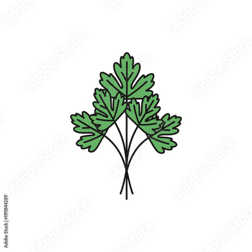 Parsley Bunch Detailed Illustration Fresh Herb Leaves Culinary Garden Plant