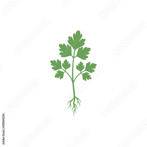 Parsley Branch with Roots Illustration Fresh Herb Culinary Plant Green Leaves