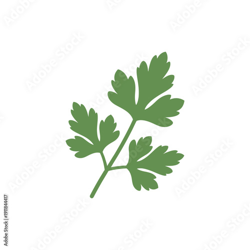 Parsley Herb Motif Illustration with Vibrant Green Leaves for Culinary Art and Gardening