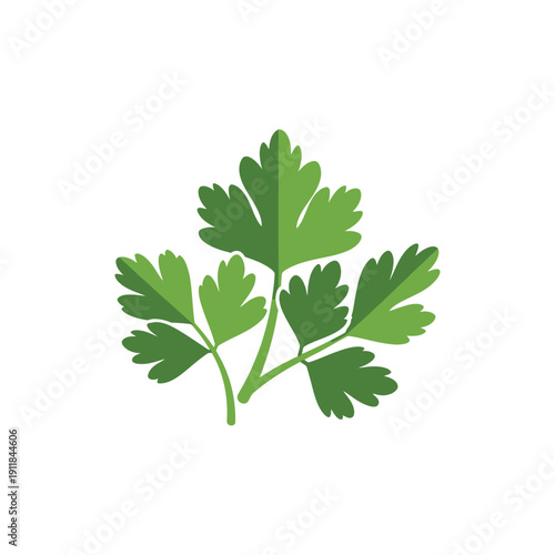 Parsley Leaf Mashup Design Green Herb Vector Culinary Illustration