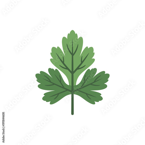 Parsley Leaf Panel Icon Fresh Green Culinary Herb Illustration Vector