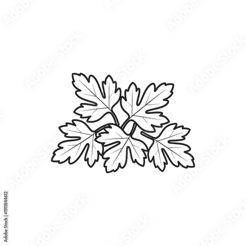 Parsley Leaf Patch Icon Green Herb Culinary Vector Fresh Plant Illustration