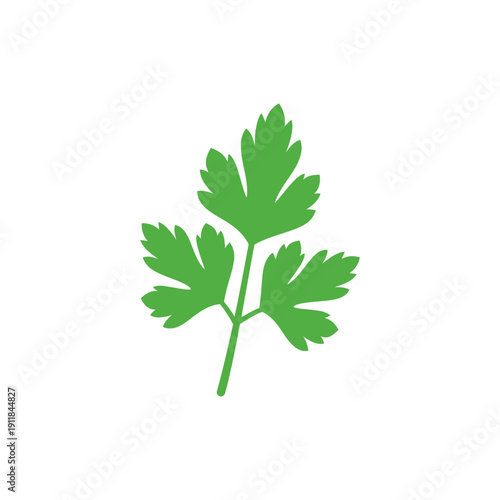 Parsley Sprig Silhouette Bright Illustration Fresh Herb Culinary Plant Vector