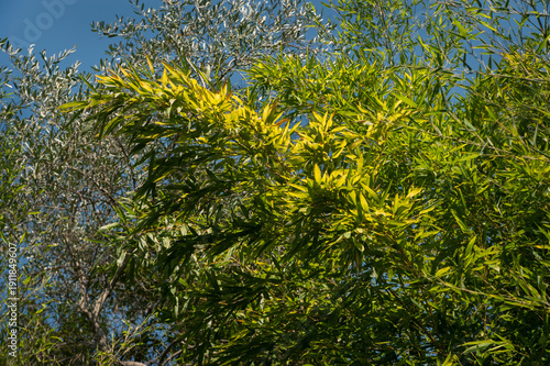 top view of bamboo leaves on sky in garden