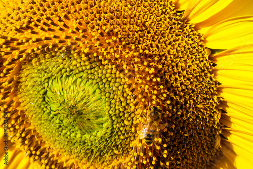 Honey bee collecting pollen at yellow flower. close up