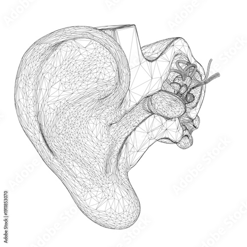 A detailed black and white wireframe drawing of a human heart reveals its complex internal structure with intricate lines and shapes.