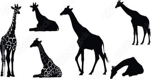 Black silhouette collection of giraffes standing and sitting with patterns isolated on white background for wildlife and safari nature themes