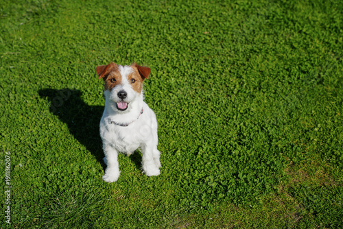 Fotografia Jack russell terrier on the grass. Copy space, background.