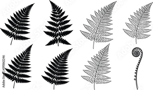 Fern silhouette and line art vector set, botanical leaf shapes including curled fiddlehead and detailed frond structures