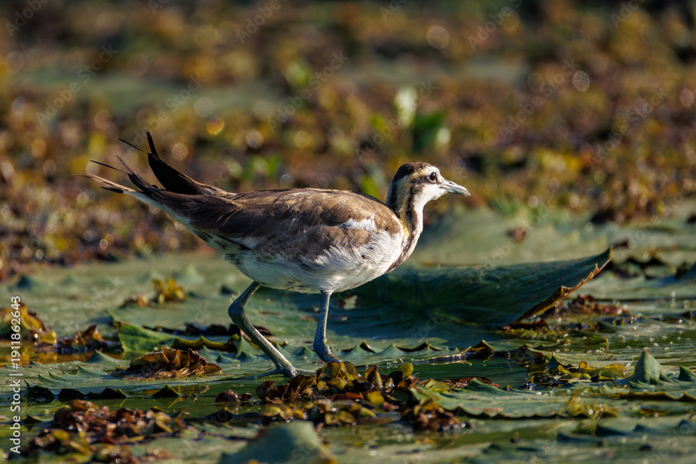 Fototapeta premium black headed gull