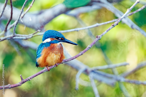 kingfisher on branch
