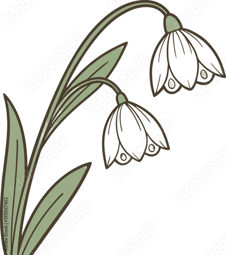 Soft green line of two drooping bell-shaped flowers with leaves, botanical minimalist style, natural, organic, clean, modern