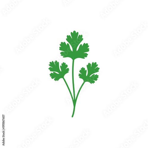 Coriander Plant Flat Botanical Graphic Vector Icon