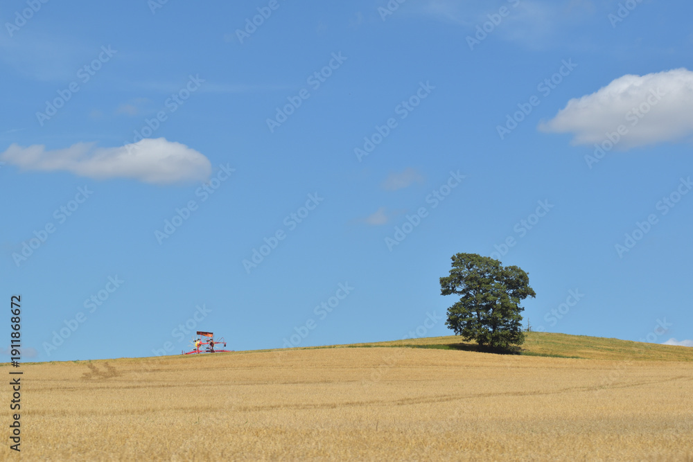 Obraz premium Grain field with agricultural equipment and group of trees