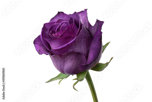 Single deep purple rose bloom with green stem and leaves against black background flower petal, Isolated On White Background, Png Transparent