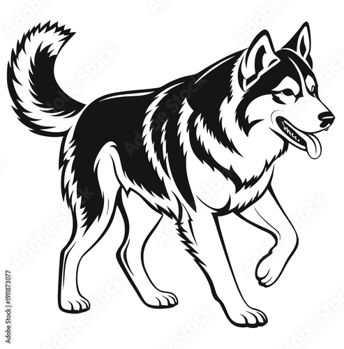 Siberian husky dog walking vector line art illustration in minimalist style