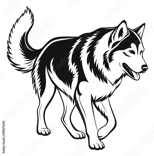 Siberian husky dog walking vector line art illustration in minimalist style