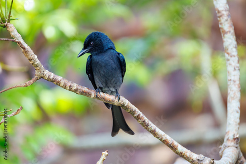lilac breasted roller