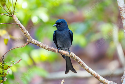 lilac breasted roller