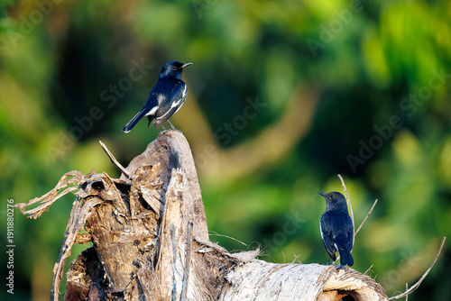 blue tit on a branch