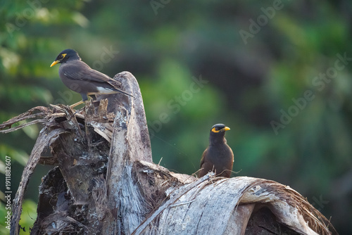 blackbird on a branch