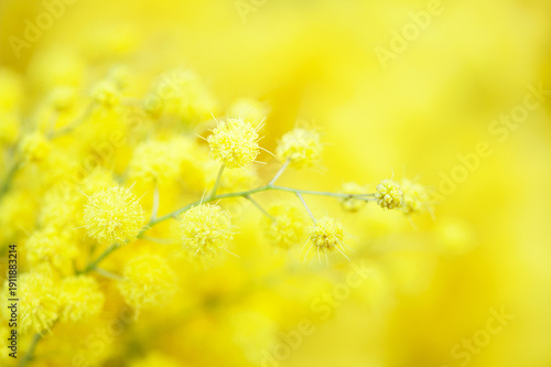 Fotografia Branch of blooming Mimosa  on defocused  natural yellow background