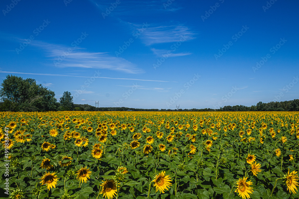 Obraz premium Sunlit sunflower field undeBeautiful sunflower field under a clear blue sky in summer.r a clear blue sky in summer landscape