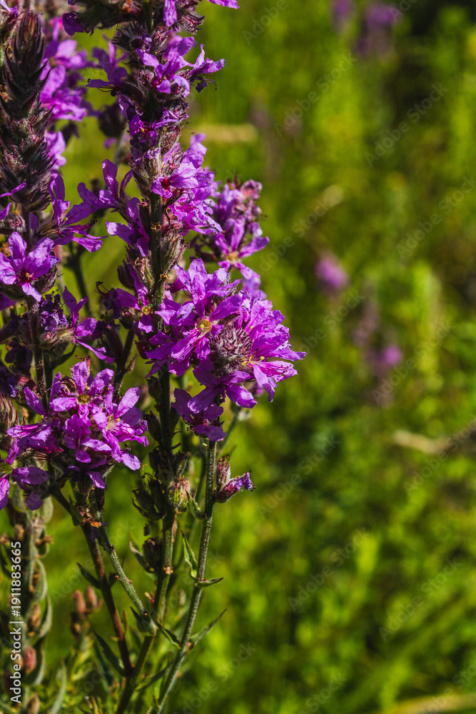 Obraz premium Macro shot of a purple loosestrife flower blooming in a green summer meadow