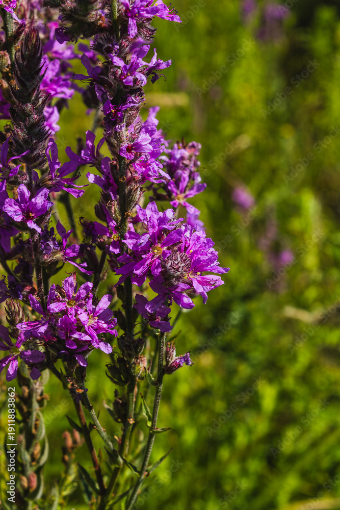 Fototapeta premium Macro shot of a purple loosestrife flower blooming in a green summer meadow