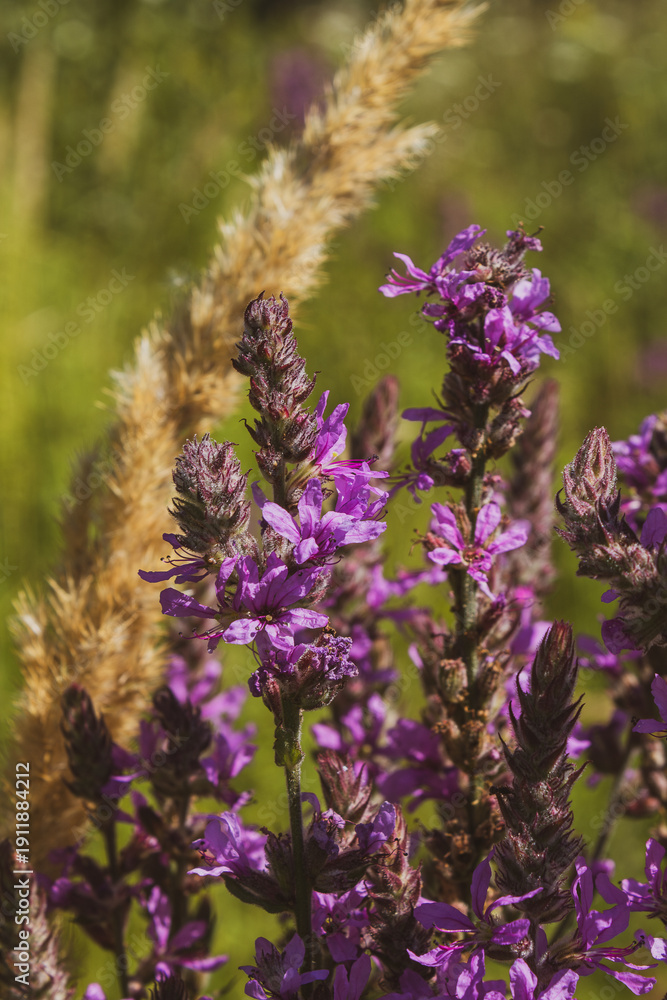 Obraz premium Macro shot of a purple loosestrife flower blooming in a green summer meadow