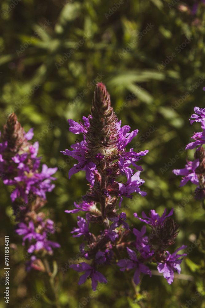 Obraz premium Macro shot of a purple loosestrife flower blooming in a green summer meadow