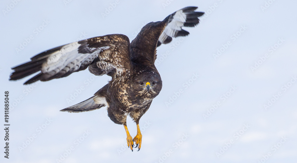 Fototapeta premium Common Buzzard in winter at a wetland