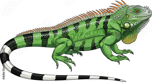 Detailed Vector Illustration of a Green Iguana Lizard with Vibrant Scales Spines and Striped Tail Isolated on White for Wildlife Nature and Reptile Education