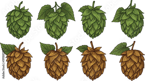 Detailed Hand Drawn Illustration Set of Green and Brown Hops with Leaves for Beer Brewing Industry Craft Brewery Labels and Botanical Agriculture Design