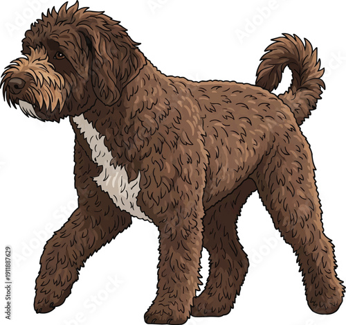 Spanish Water Dog walking relaxed movement side view