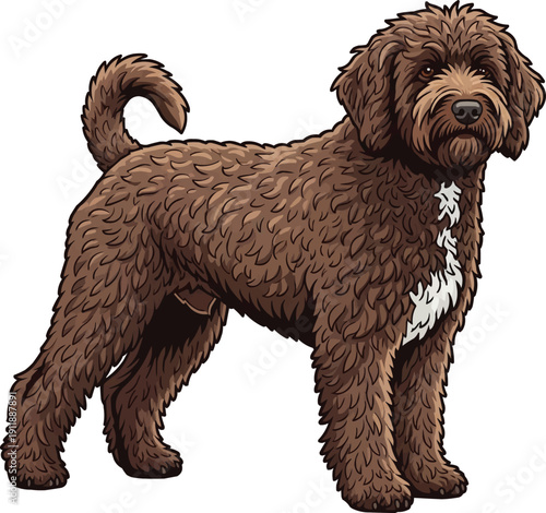 Spanish Water Dog standing side profile view illustration