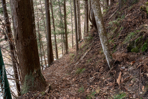 Plakat w ramie 冬の奥秩父の杉林の急斜面に続く落ち葉に覆われた細い登山道