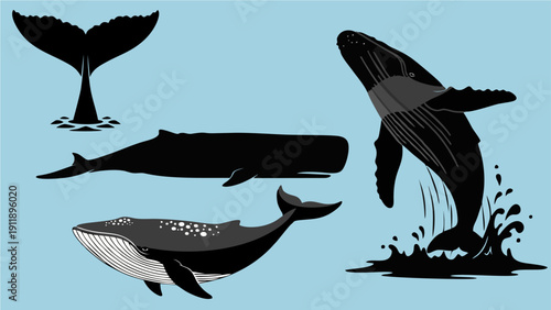 Set of Humpback and Sperm Whale Silhouettes and Illustrations for Marine Biology Concepts