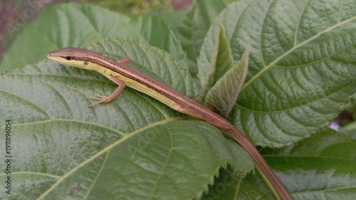 Detailed closeup of brown skink lizard on leafy plant highlighting texture pattern camouflage and serene outdoor nature setting