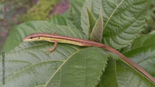Wild reptile skink lying on healthy green plant leaves in summer garden environment with natural lighting and vivid colors