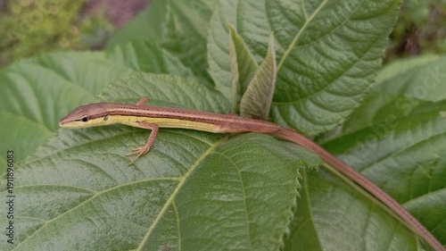 Macro photography of tiny garden lizard resting calmly on broad green leaves with smooth scales and shallow depth background
